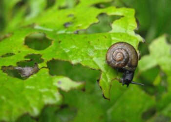Eco-Friendly Gardening: A Guide to Organic Oasis