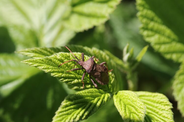 Mastering the Art of Weed Control: Strategies for a Beautiful Landscape