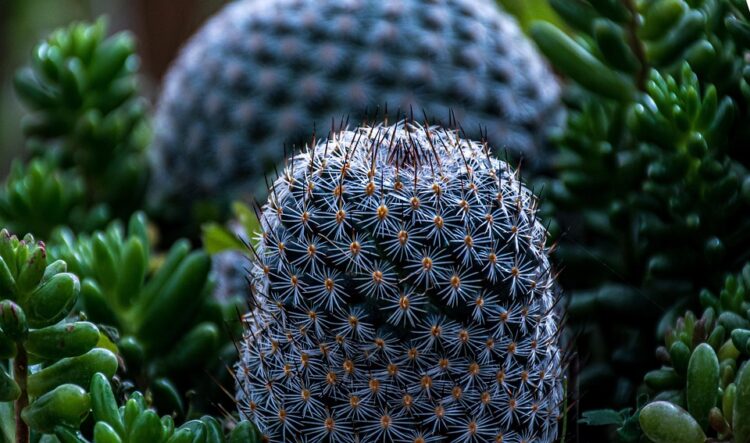 Green Thumb Haven: Mastering the Art of Indoor Gardening