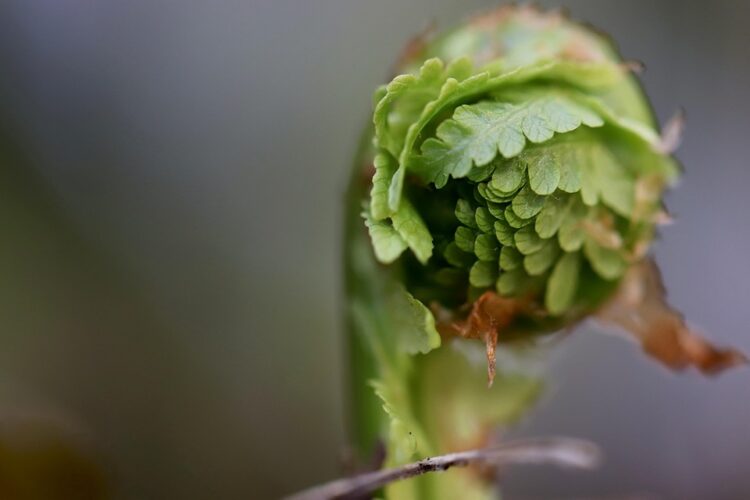 Defending Nature: The Ultimate Guide to Plant Pest Control