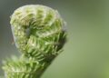 Harvesting Abundance: Embracing Sustainability with Permaculture Practices