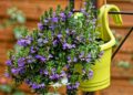Growing Green: The Ultimate Guide to Sustainable Gardening Practices