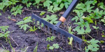 Protecting Your Green Thumb: The Ultimate Guide to Choosing the Best Garden Gloves