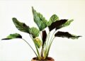 Harvesting Sustainability: A Guide to Eco-Friendly Gardening Practices