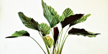 Harvesting Sustainability: A Guide to Eco-Friendly Gardening Practices