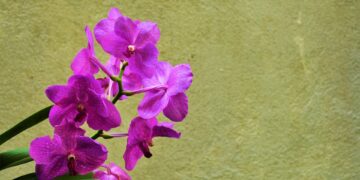 The Green Thumb’s Guide: Mastering Indoor Plant Care Like a Pro
