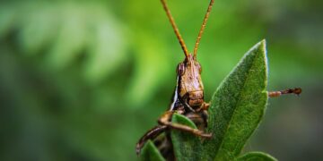 Nurturing Nature: The Art of Properly Watering Your Plants