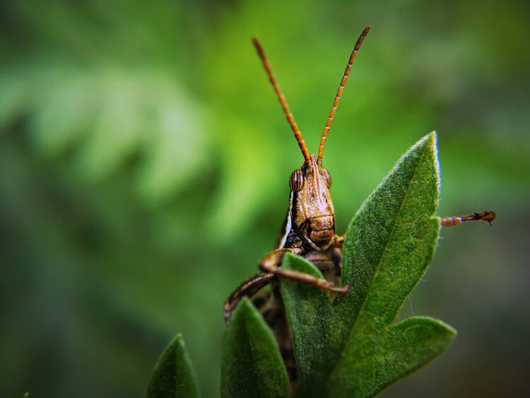 Nurturing Nature: The Art of Properly Watering Your Plants
