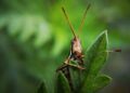 Green Solutions: Eco-Friendly Pest Control for a Sustainable Future