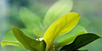 Mastering the Art of Indoor Gardening: Tips and Techniques for Thriving Plants