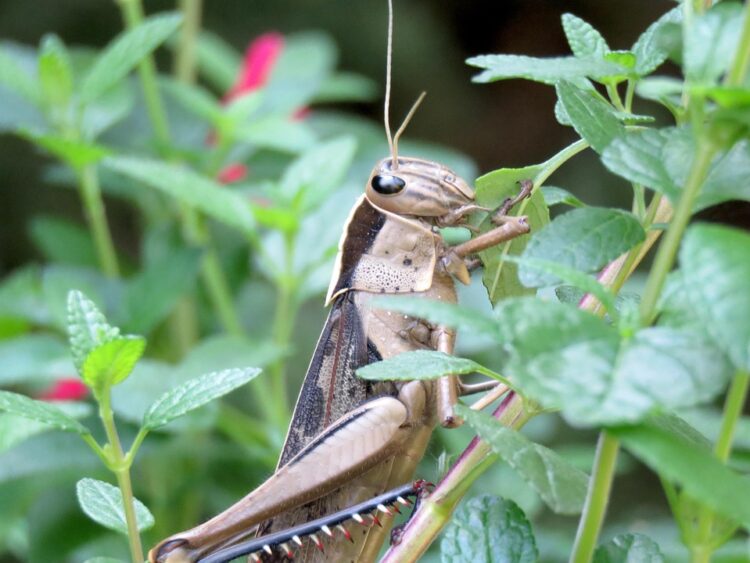 Thriving Gardens: The Secrets to Plant Health and Longevity