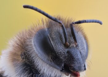 Unveiling the Silent Killers: The Devastating Impact of Plant Diseases