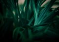 Gardening for the Future: Sustainable and Low-Impact Techniques for Eco-Friendly Landscaping