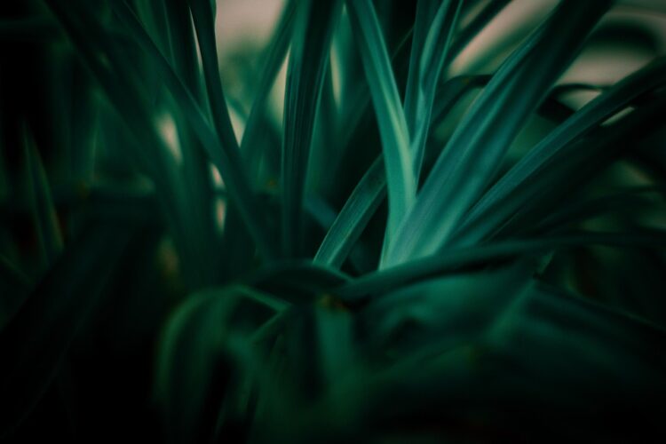 Gardening for the Future: Sustainable and Low-Impact Techniques for Eco-Friendly Landscaping