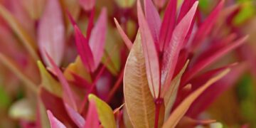 Maximizing Growth: The Ultimate Guide to Plant Support Techniques