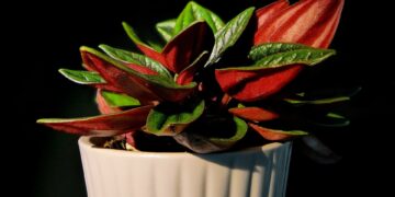 Revitalize Your Plants: The Ultimate Guide to Successful Repotting