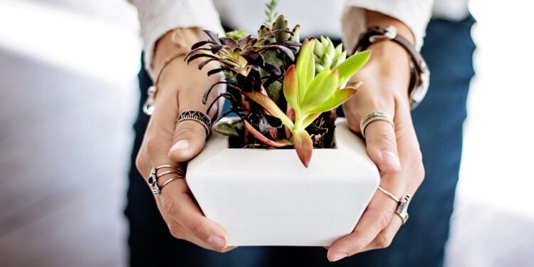 Unlocking the Secrets of Plant Fertilization: Maximizing Growth and Yield