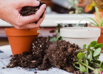 Cultivating Resilience: Nurturing Soil Health for a Sustainable Future