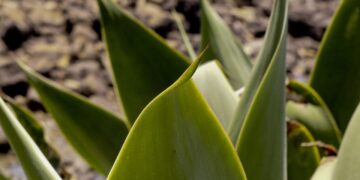 Revive and Thrive: The Ultimate Guide to Successful Plant Repotting