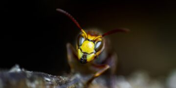 Mastering Pest Control: Proven Methods to Safeguard Your Home and Health