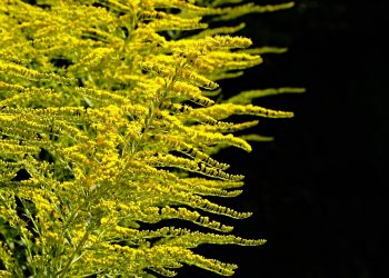 Optimizing Plant Growth