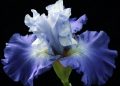 Maximizing Moisture: Innovative Strategies for Water Conservation in Gardening