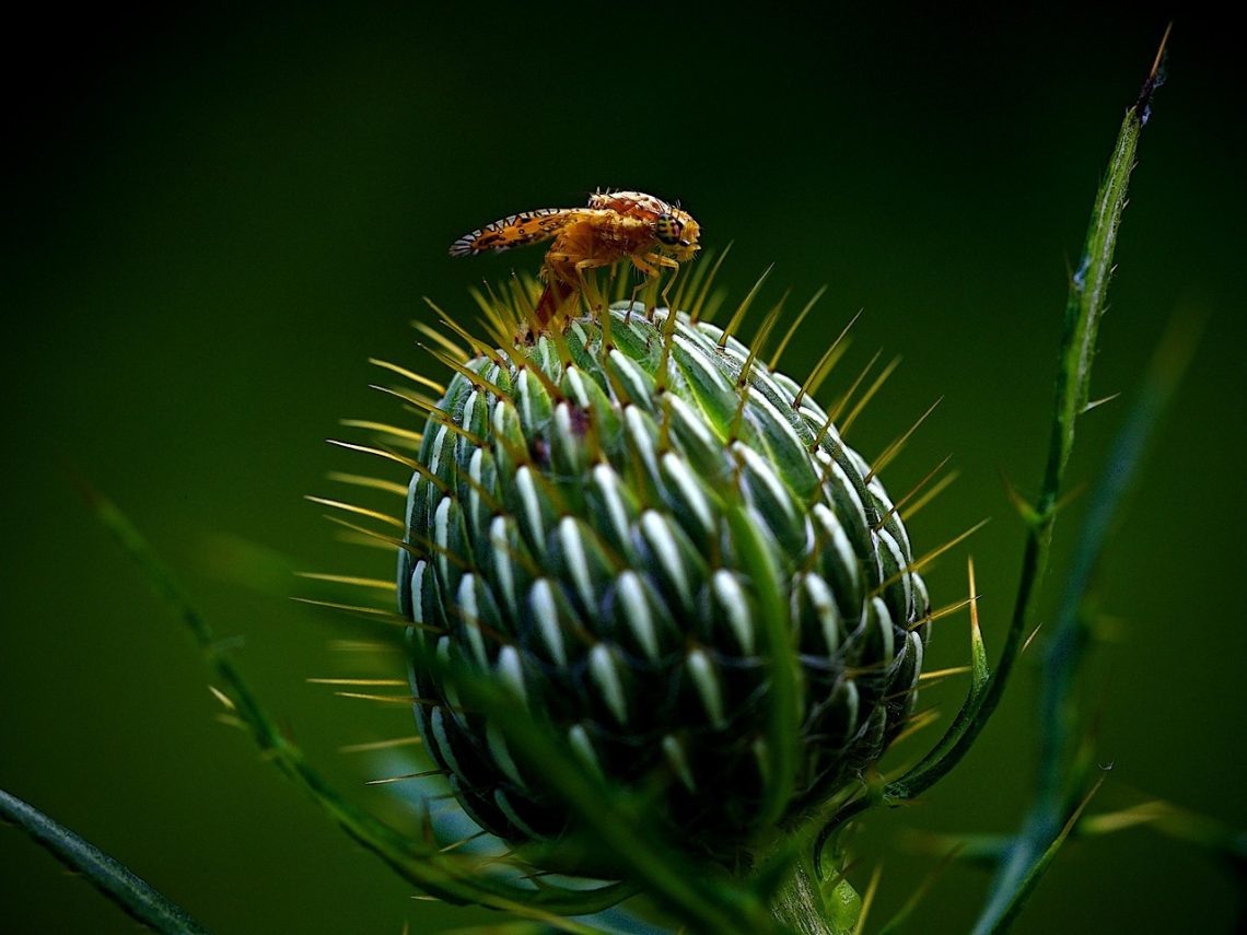 Natural Defenders: Exploring Organic Pest Control Solutions