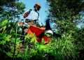 Secrets to Thriving Organic Gardens: Techniques and Tips for a Lush Backyard