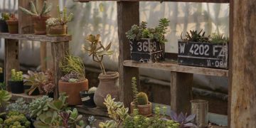 Optimizing Plant Growth: The Best Light Selection for Indoor Gardening