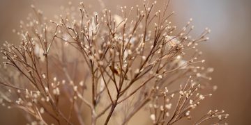 Green Guard: Innovations in Natural Plant Pest Control