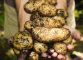 Integrating Permaculture Principles for Sustainable Living: Strategies and Outcomes