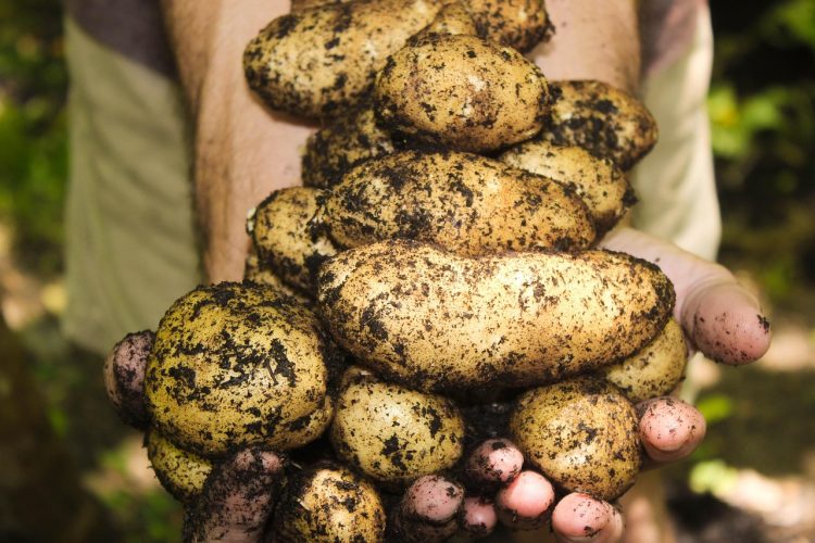 Integrating Permaculture Principles for Sustainable Living: Strategies and Outcomes