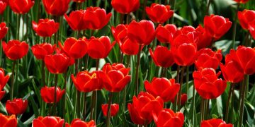 Unlocking the Secrets of Effective Plant Disease Prevention