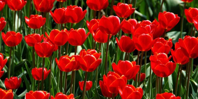 Unlocking the Secrets of Effective Plant Disease Prevention