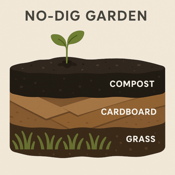 Infographic showing the layers of a no-dig garden bed: grass, cardboard, and a thick layer of compost with a seedling.