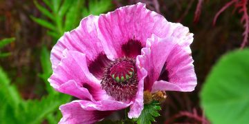 Understanding Photosynthesis: The Impact of Light on Plant Health