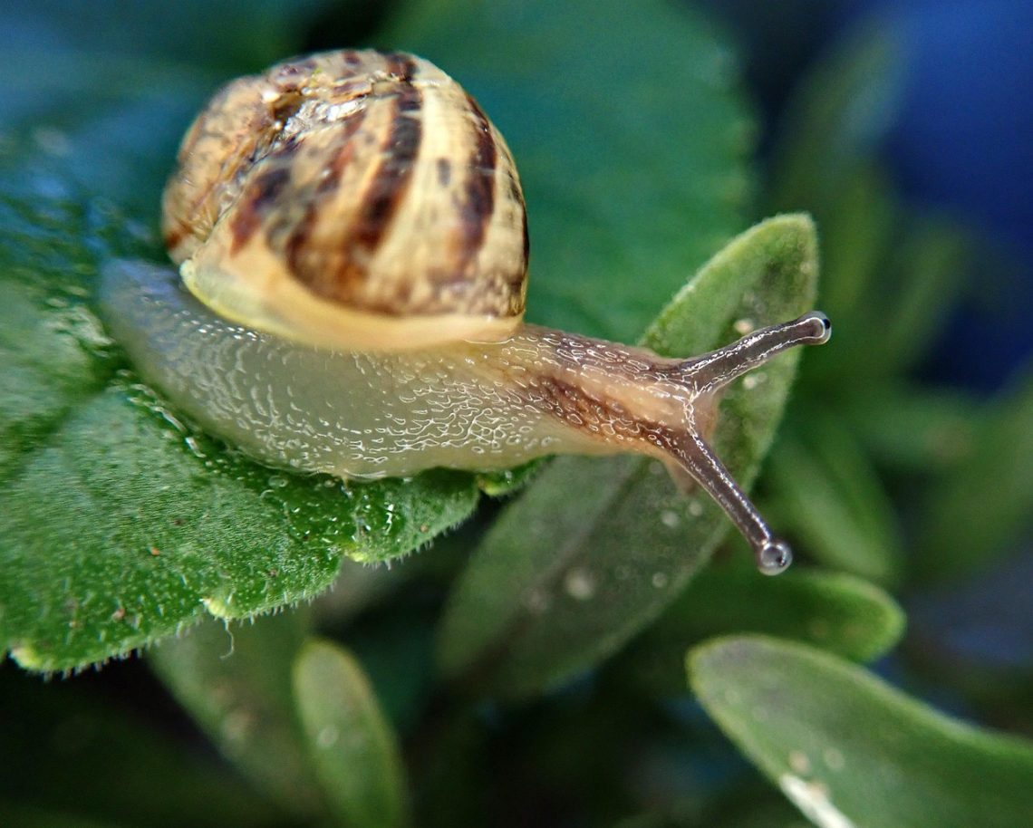 Garden Invaders: Effective Strategies for Controlling Common Pests