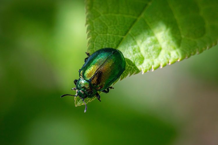 Combatting Pest Infestations: Proven Strategies for a Pest-Free Home