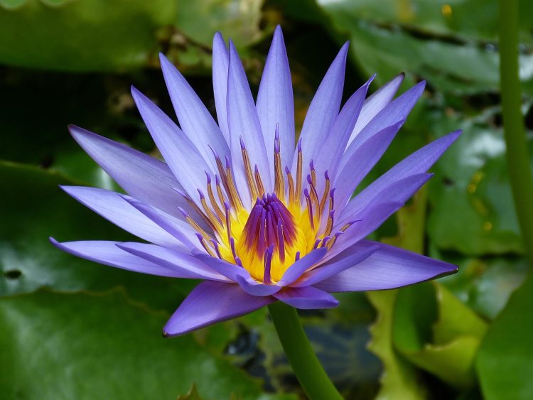 Effective Watering Techniques for Houseplants