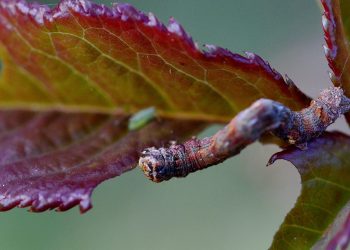 Unwanted Guests: A Guide to Identifying and Managing Common Garden Pests