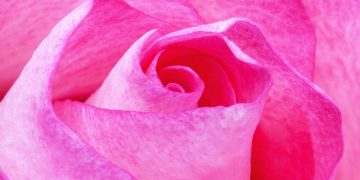 Revitalize Your Green Friends with These Essential Tips