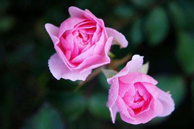 Mastering the Art of Plant Pruning