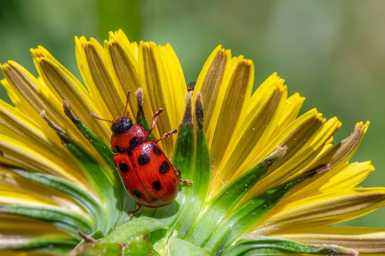 Uninvited Guests: Tackling Common Garden Pests and Their Natural Control Methods