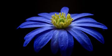 Exploring Optimal Soil Types for Plant Growth: A Guide to Earthy Choices