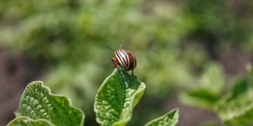 Winning the War on Weevils: Effective Strategies for Managing Grain Infestations