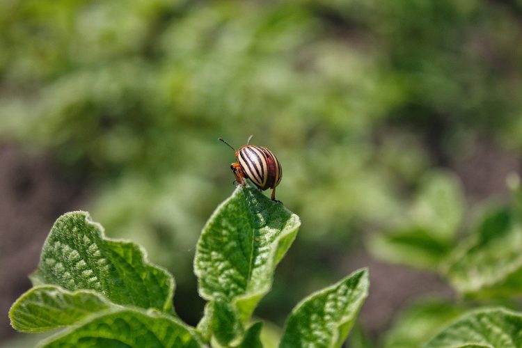 Winning the War on Weevils: Effective Strategies for Managing Grain Infestations