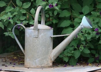 Essential Tools for Every Gardener