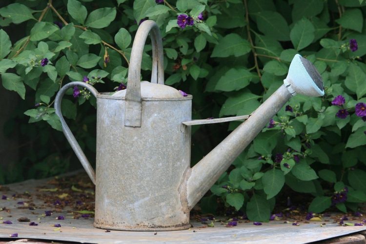 Essential Tools for Every Gardener