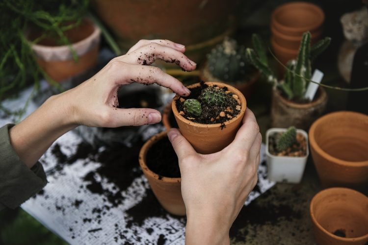 Greener Planet: Mastering the Art of Sustainable Gardening