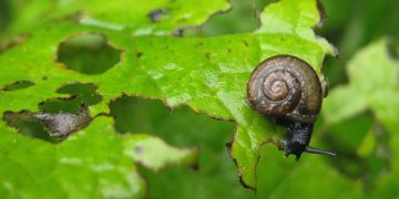 Exploring Natural Solutions: The Effectiveness of Herbal Bug Repellents